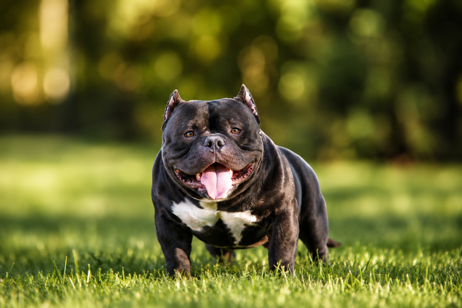 Black Rhyno